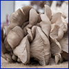 A cluster of pale gray oyster mushrooms. USDA photo by Lance Cheung