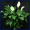 Tropical-looking green peace lily plant with three white flowers against a black background