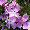 Simple pale purple phlox flowers