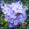 Blue flowers of plumbago