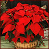 red poinsettia in a basket