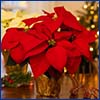 Red poinsettia plant