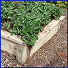 Leafy green strawberry plants in a raised wooden bed