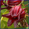 Roselle calyx photo by Ray Cui, Creative Commons BY-NC-SA 2.0