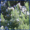 Many rosemary plants blooming with tiny purple flowers