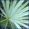 silvery green palm frond