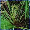The insignificant flowers of saw palmetto