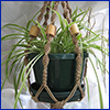 Spider plant in macrame hanging basket