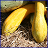Two yellow squash spilling out of a basket onto hay in the sunshine