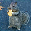 Squirrel eating cracker