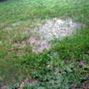 Very wet lawn