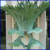 A large staghorn fern displayed on a plaque on a building