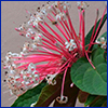 starburst clerodendrum flower