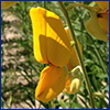 The bright yellow sunn hemp flower resembles a peablossom