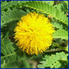 A yellow flower resembling a puffball