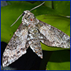Mottle gray and white moth on green leaves