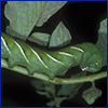 A large green caterpillar with light white stripes