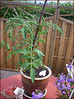 Potted tomato plant