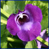 purple flower of torenia