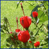 Red flowers of Turk's cap shrub