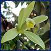 A tubular orchid flower, a creamy pale green surrounded by five slim, long leaves almost the same color