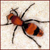 female velvet ant