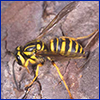 Southern yellowjacket; photo by Lyle Buss, UF/IFAS.