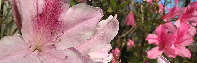 A pale pink azalea flower close enough to see darker pink speckles on the petals