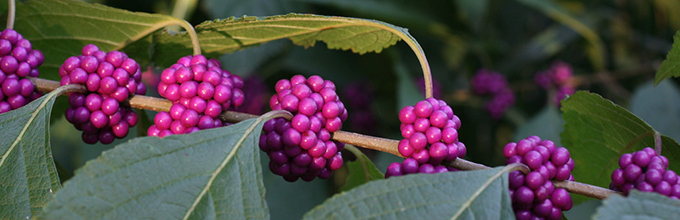 Tight clusters of purple fruit on the native beautyberry plant