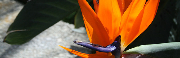 Bird of paradise's showy bloom is actually a combination of blue petals and bright orange sepals