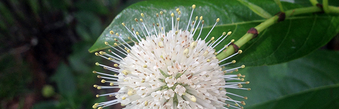 A round white flower with stamens sticking out, looking a lot like a pin cushion