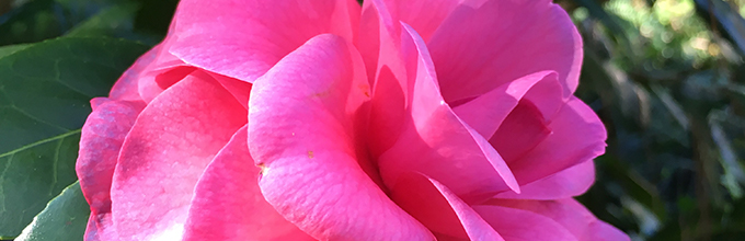 Close view of pink camellia flower