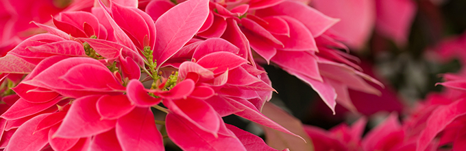 A Love You Pink poinsettia with smaller petal-like bracts that are bright pink