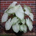 Garden White caladium