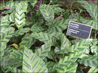 Calathea plant