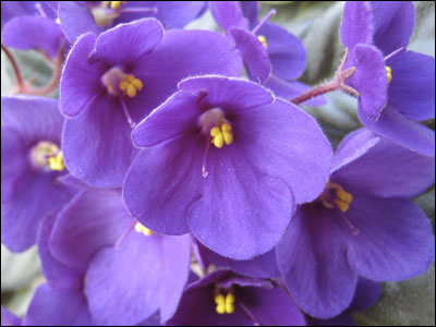 African violet flower