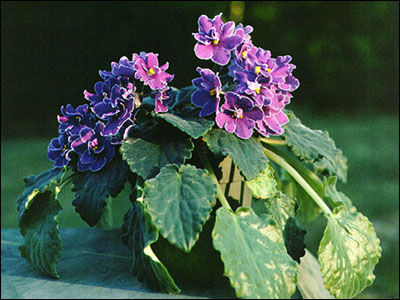 African violet plant