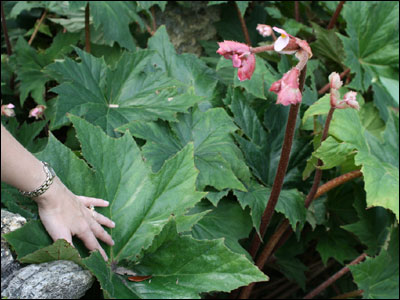 A begonia with large leaves