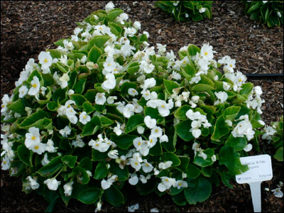 Begonia plant 'volumia white'