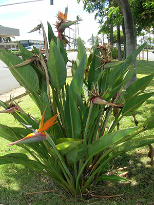 Bird of paradise plant in Hawaii