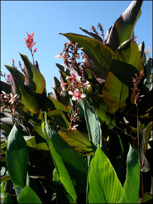 Canna plant with green foliage
