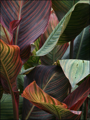 Canna foliage in red