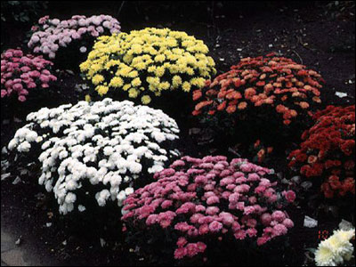 Chrysanthemum plants with different colored flowers