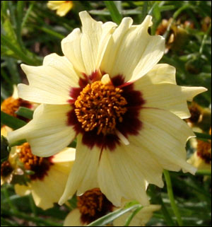 Cream and burgundy coreopsis blossom