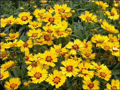 Field of yellow coreopsis