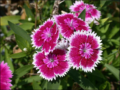 Pink and white dianthus flowers