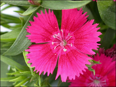 Pink dianthus flower