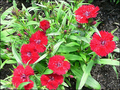 Red dianthus with foliage
