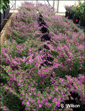 Mexican heather plants