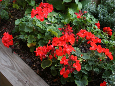 Geranium plant with red flowers